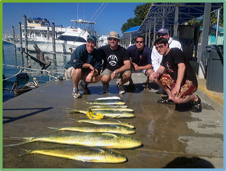 Mahi-Mahi